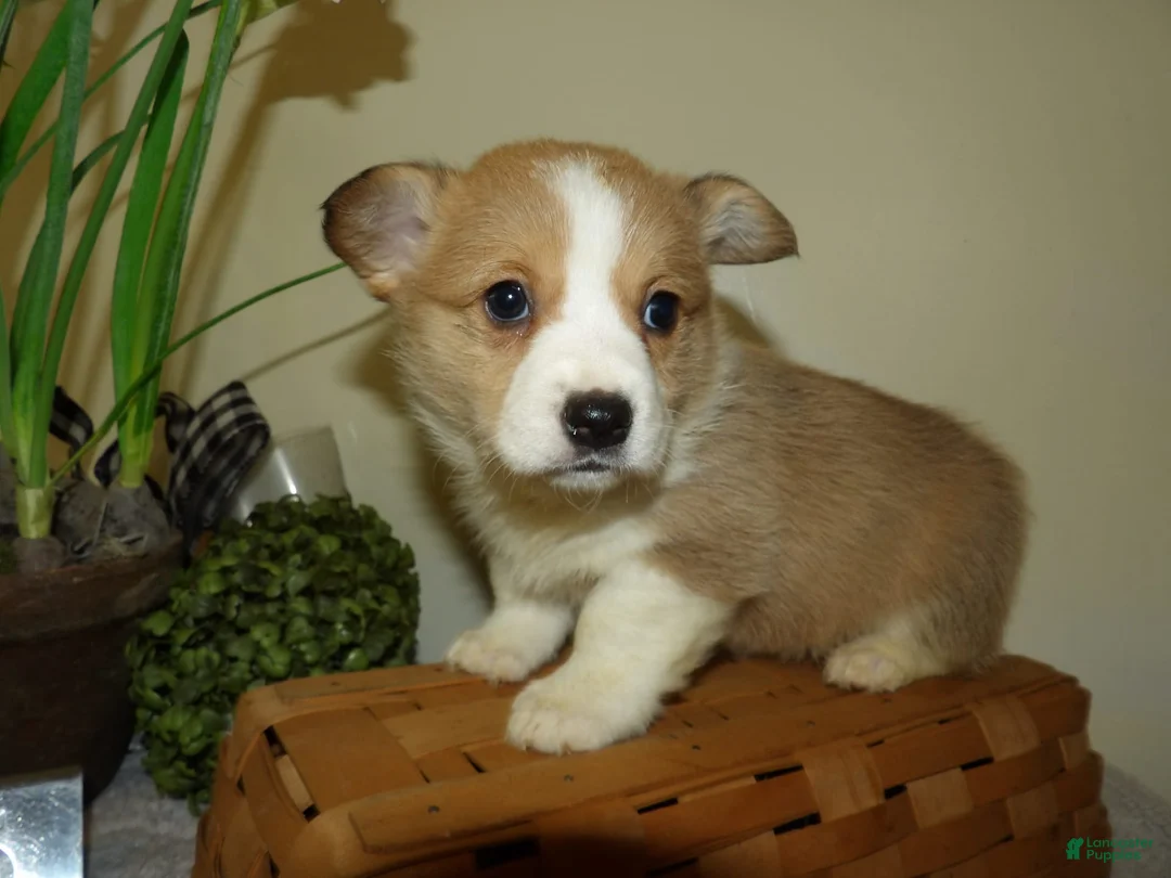 Gallery Image {{count}}