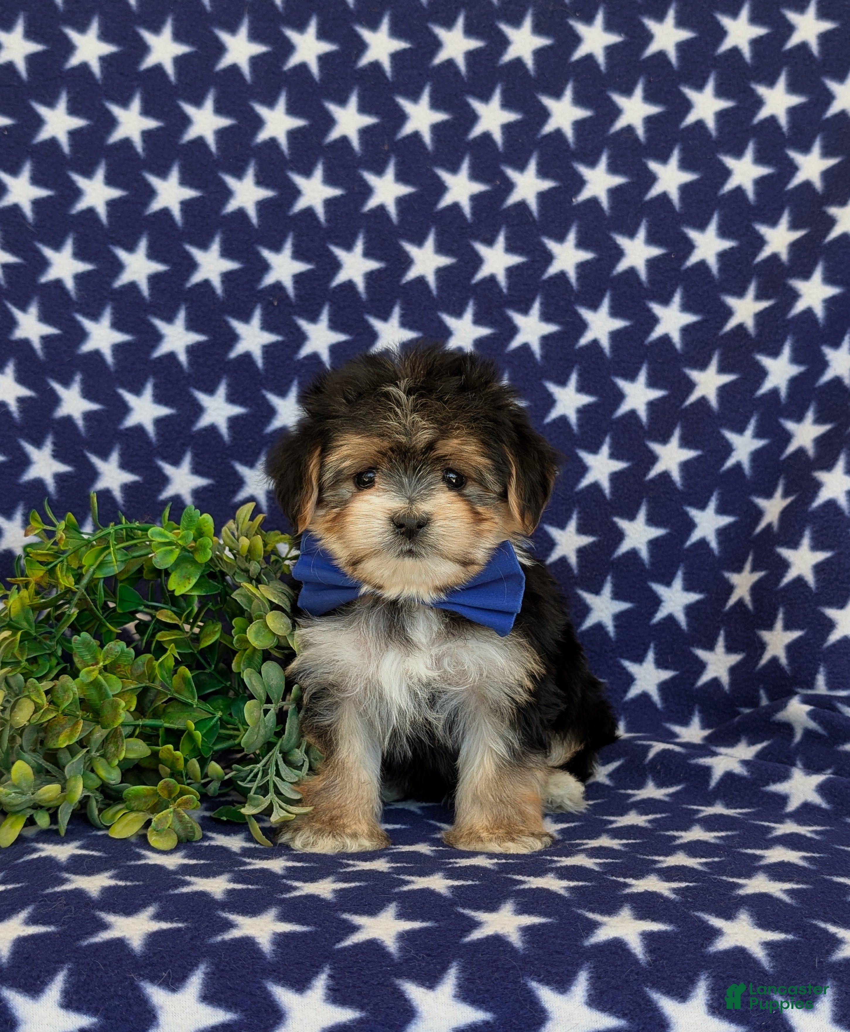 Morkie dogs Raleigh 6 lbs Full Grown - Ad 2