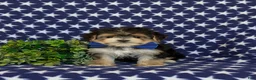 Morkie dogs for sale: Raleigh 6 lbs Full Grown - Ad 2