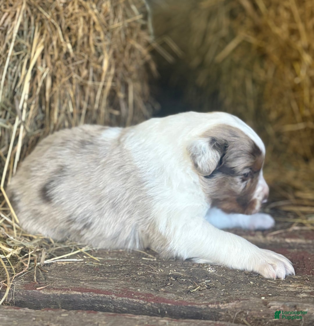 Australian Shepherd dogs for sale: Roxy - Ad 8