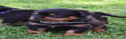 Rottweiler dogs for sale: Rockstar - Ad 3
