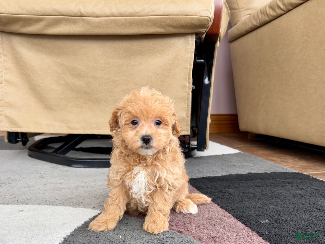 Maltipoo dogs for sale: Maltipoo female 1 - Ad 2