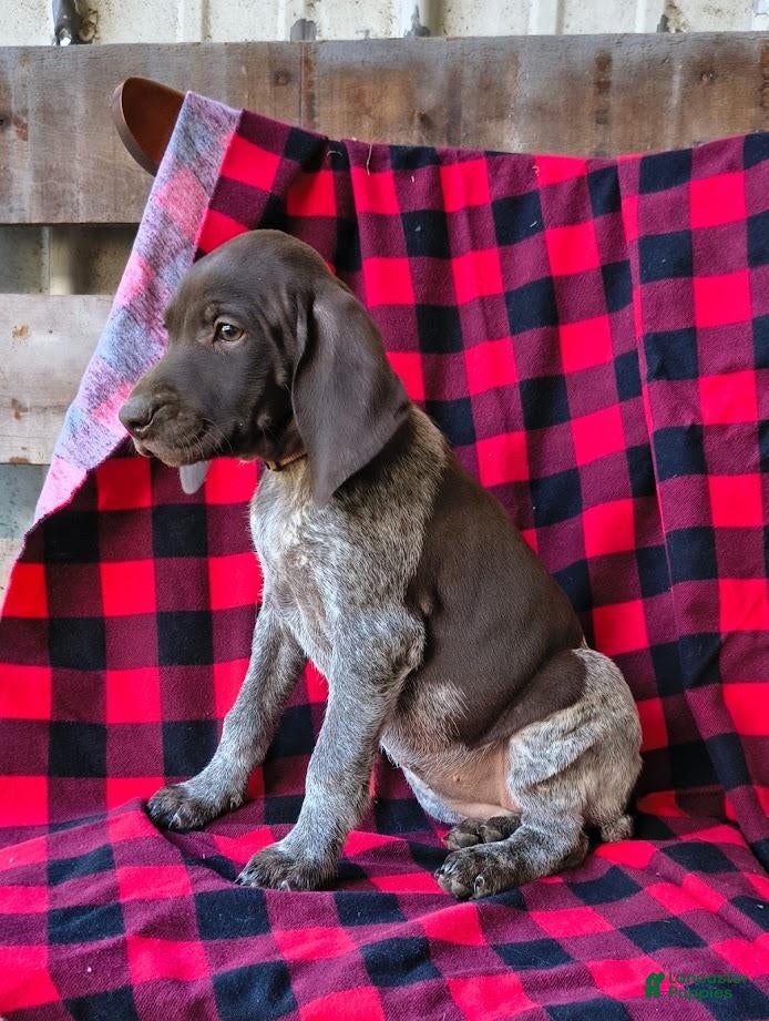 German Shorthaired Pointer dogs Missy - Ad 2