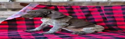 German Shorthaired Pointer dogs for sale: Missy - Ad 2