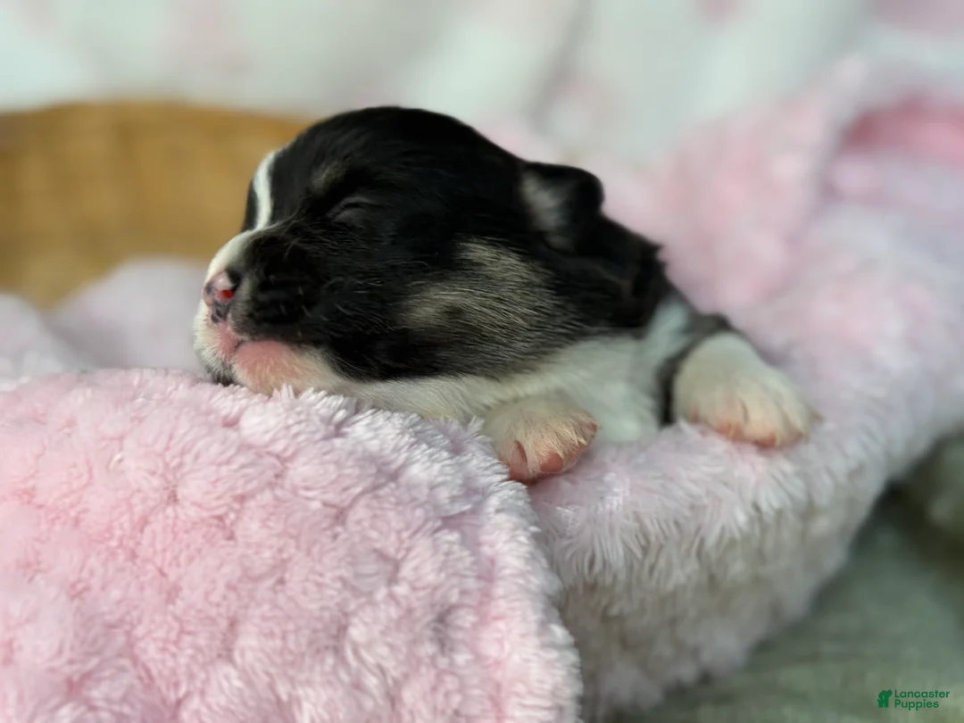 Mixed Breed dogs for sale: Black Full tail - Ad 2