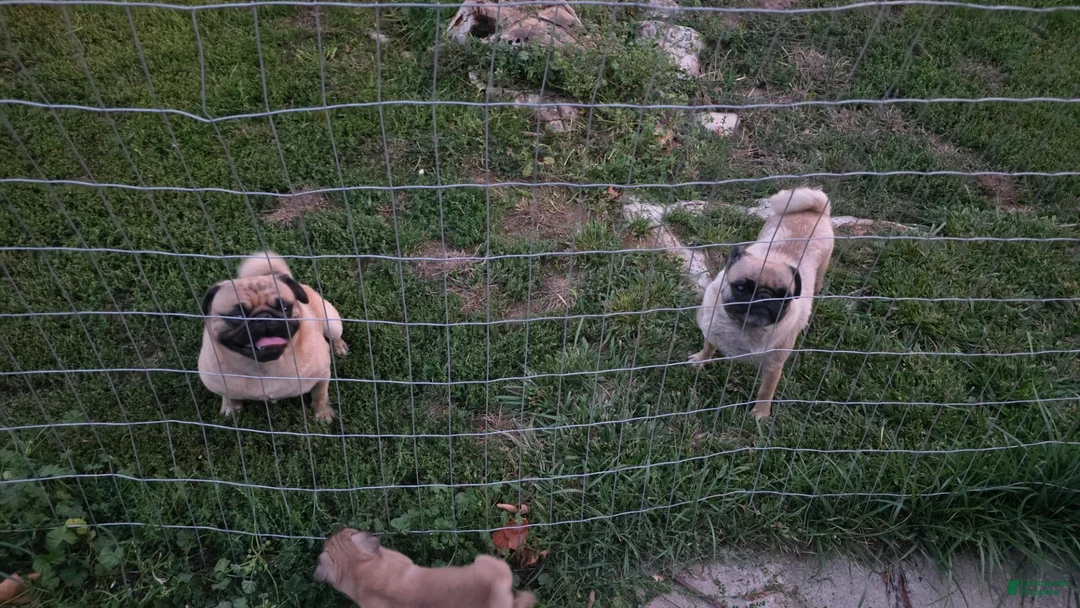Pug dogs for sale: Pug 3 - Ad 6