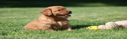 Golden Retriever dogs for sale: Frankie - Ad 4