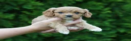 Cavachon dogs for sale: Lexi - Ad 4
