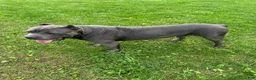 Cane Corso dogs for sale: Moses 659 - Ad 5