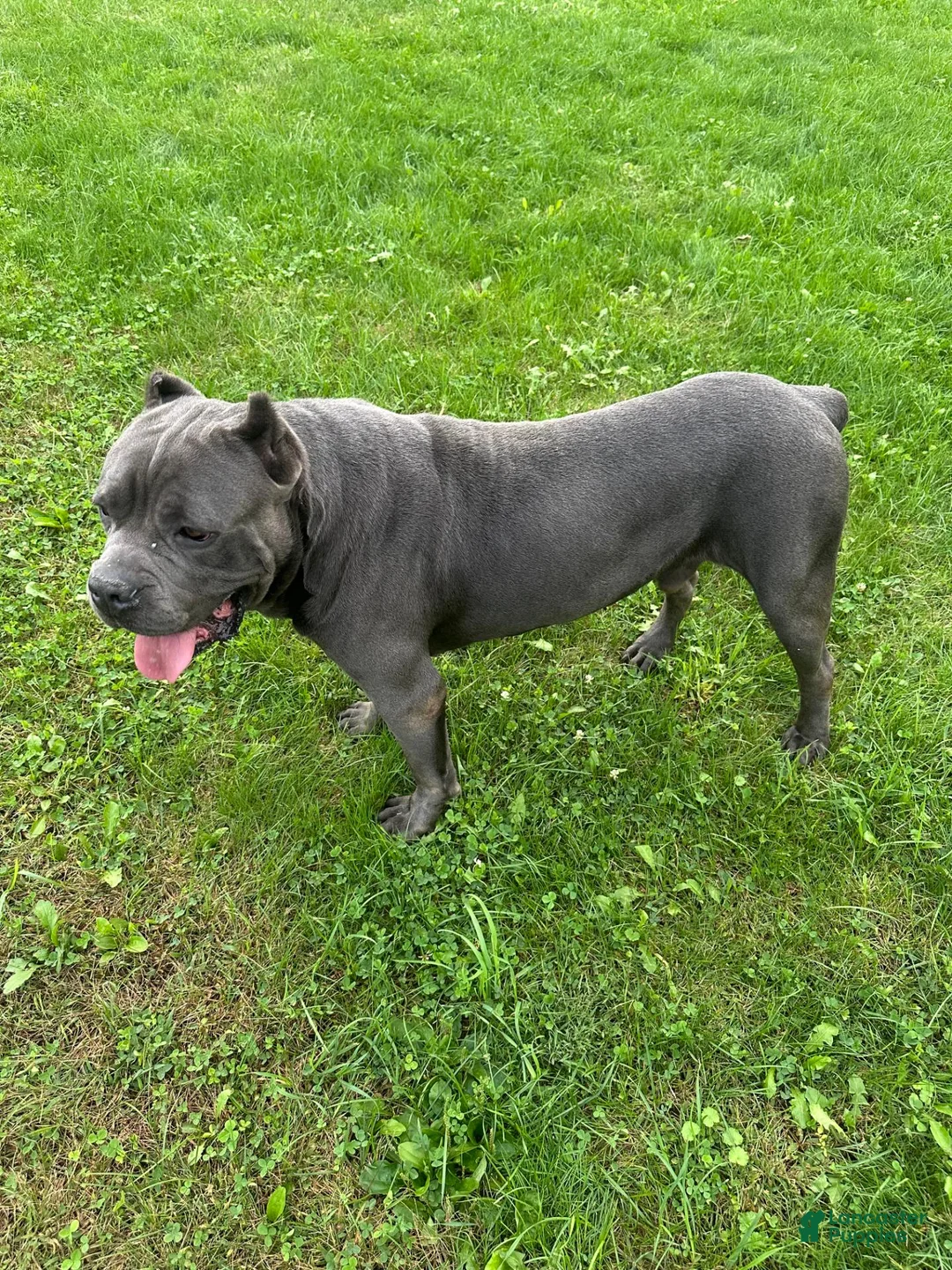 Cane Corso dogs for sale: Moses 659 - Ad 5