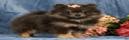 Pomeranian dogs for sale: Layla - Ad 5