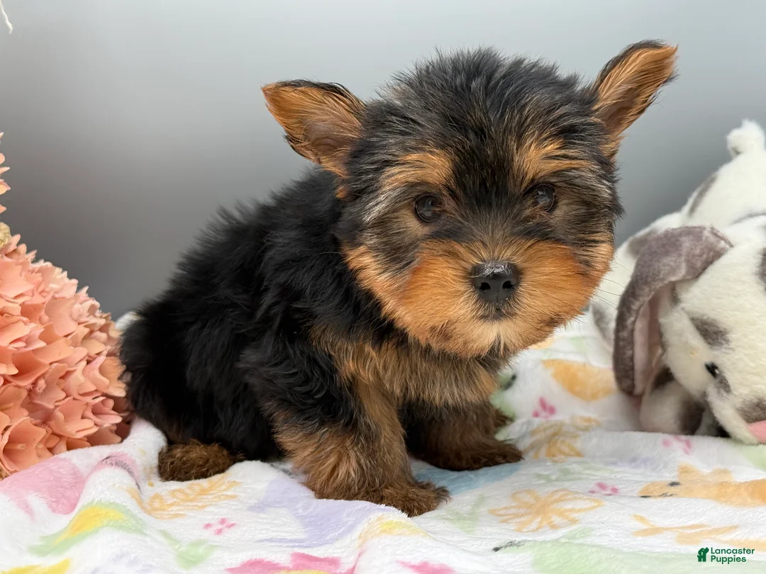Yorkshire Terrier dogs for sale: Ash - Ad 2