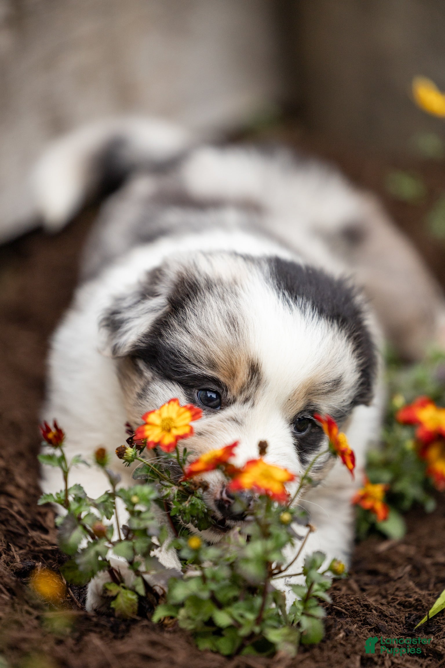 Mixed Breed dogs for sale: Max - Ad 5