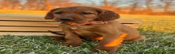 Irish Setter dogs for sale: Archie - Ad 3