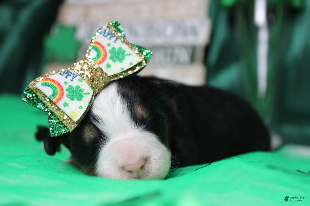 Bernese Mountain Dog dogs for sale: Natalie  - Ad 4