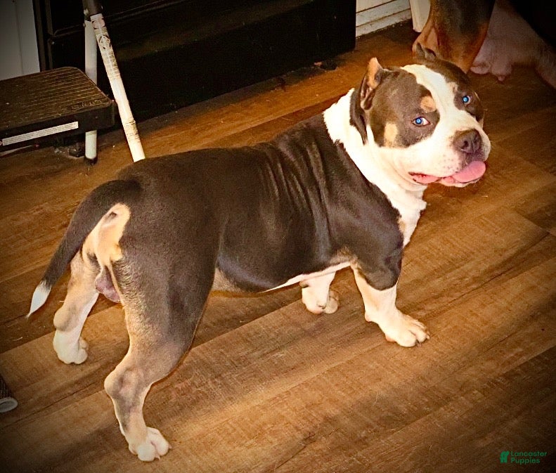 American Bully dogs American Bully 1 - Ad 1
