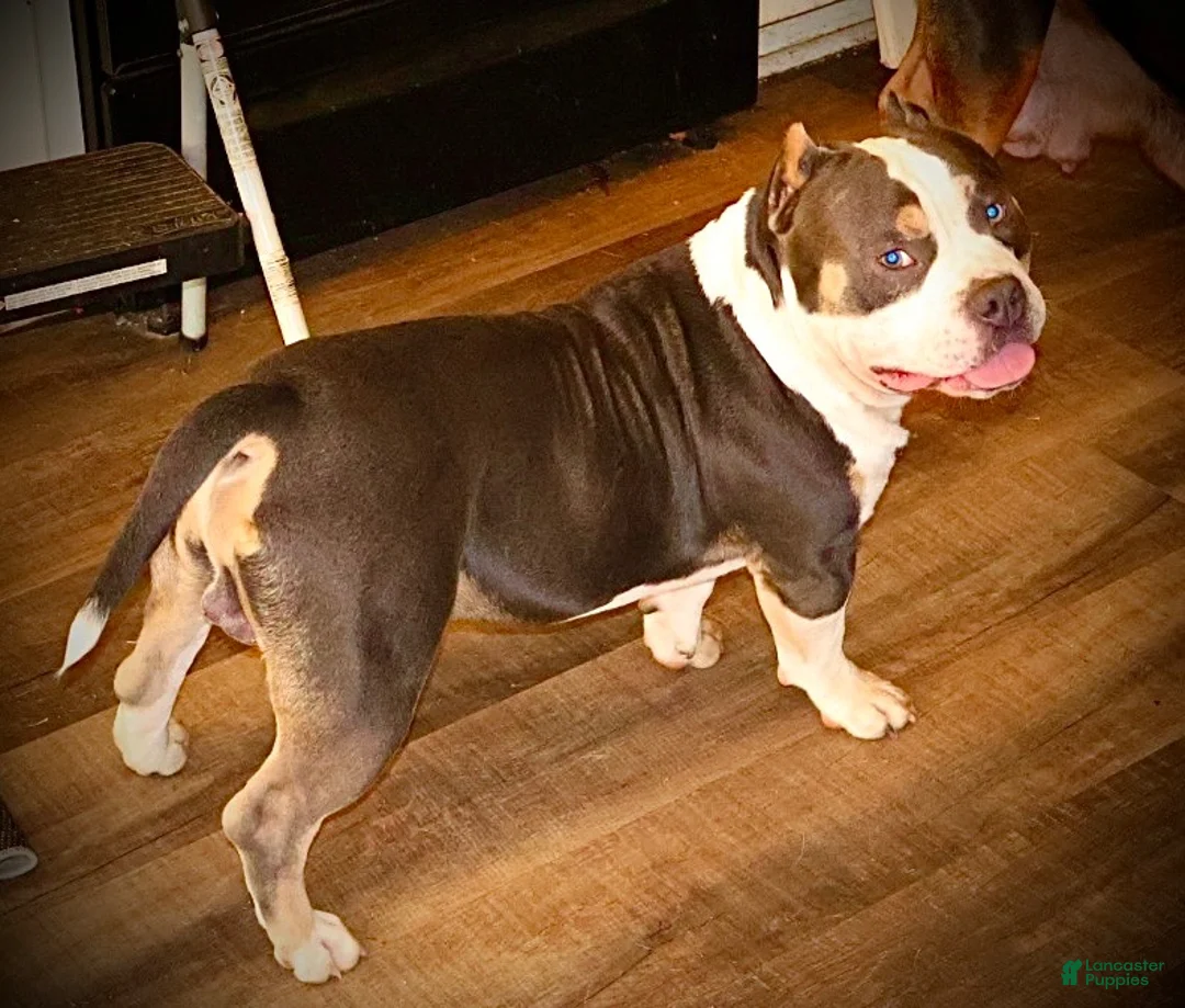 American Bully dogs for sale: American Bully 1 - Ad 1