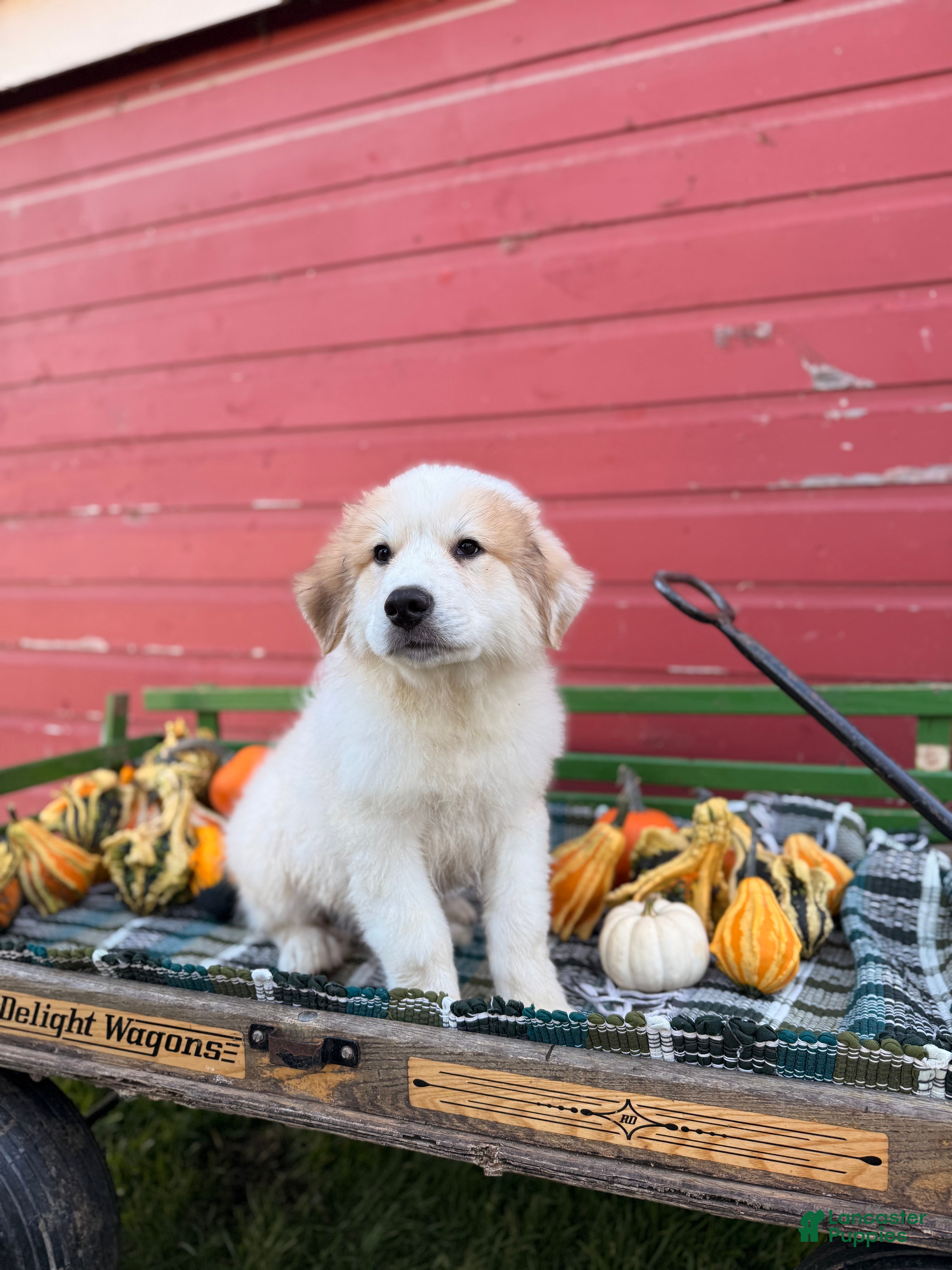 Great Pyrenees dogs for sale: Clark - Ad 1