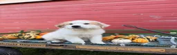 Great Pyrenees dogs for sale: Clark - Ad 1