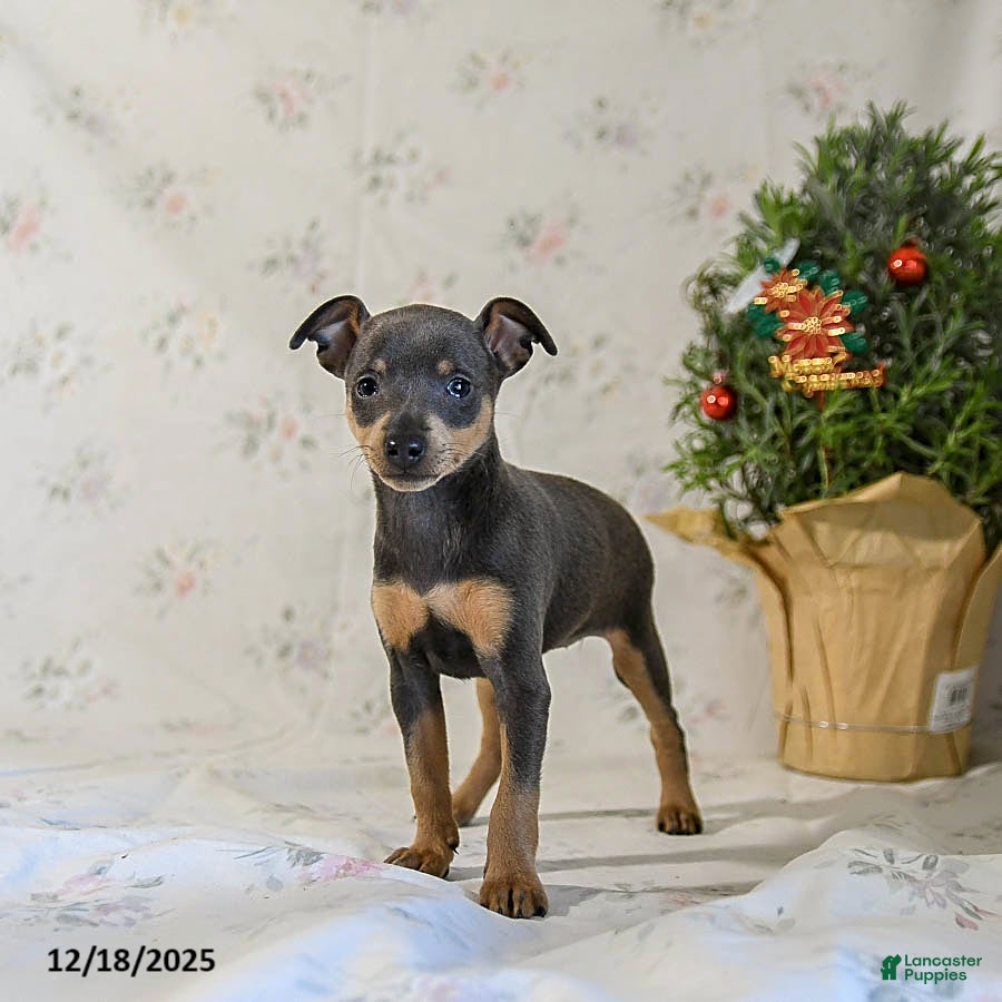 Miniature Pinscher dogs Daisy - Ad 19