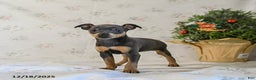 Miniature Pinscher dogs for sale: Daisy - Ad 1