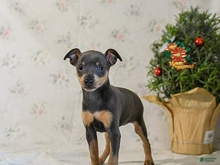 Miniature Pinscher dogs Daisy - Ad 2