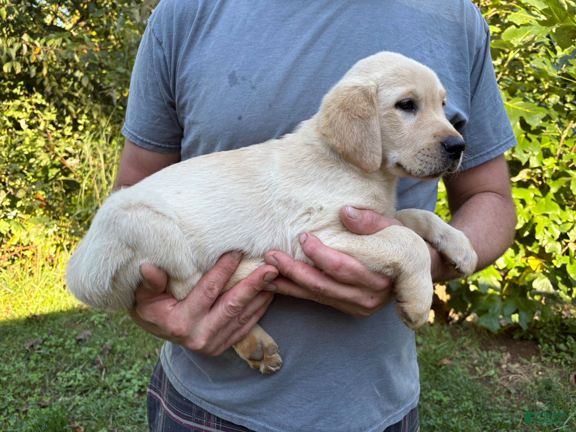 Goldador (Goldador, Female) in Weaverville, NC