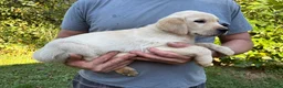 Goldador dogs for sale: Goldador Girl - Ad 1