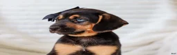 Mixed Breed dogs for sale: Arlo Beagle Mix Puppy - Ad 4