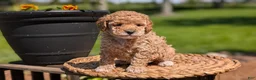 Miniature Poodle dogs for sale: Malia - Ad 7