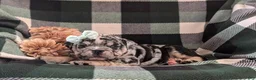 English Bulldog dogs for sale: Trixie - Ad 4