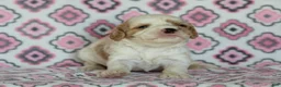 Cavapoo dogs for sale: Joey - Ad 4