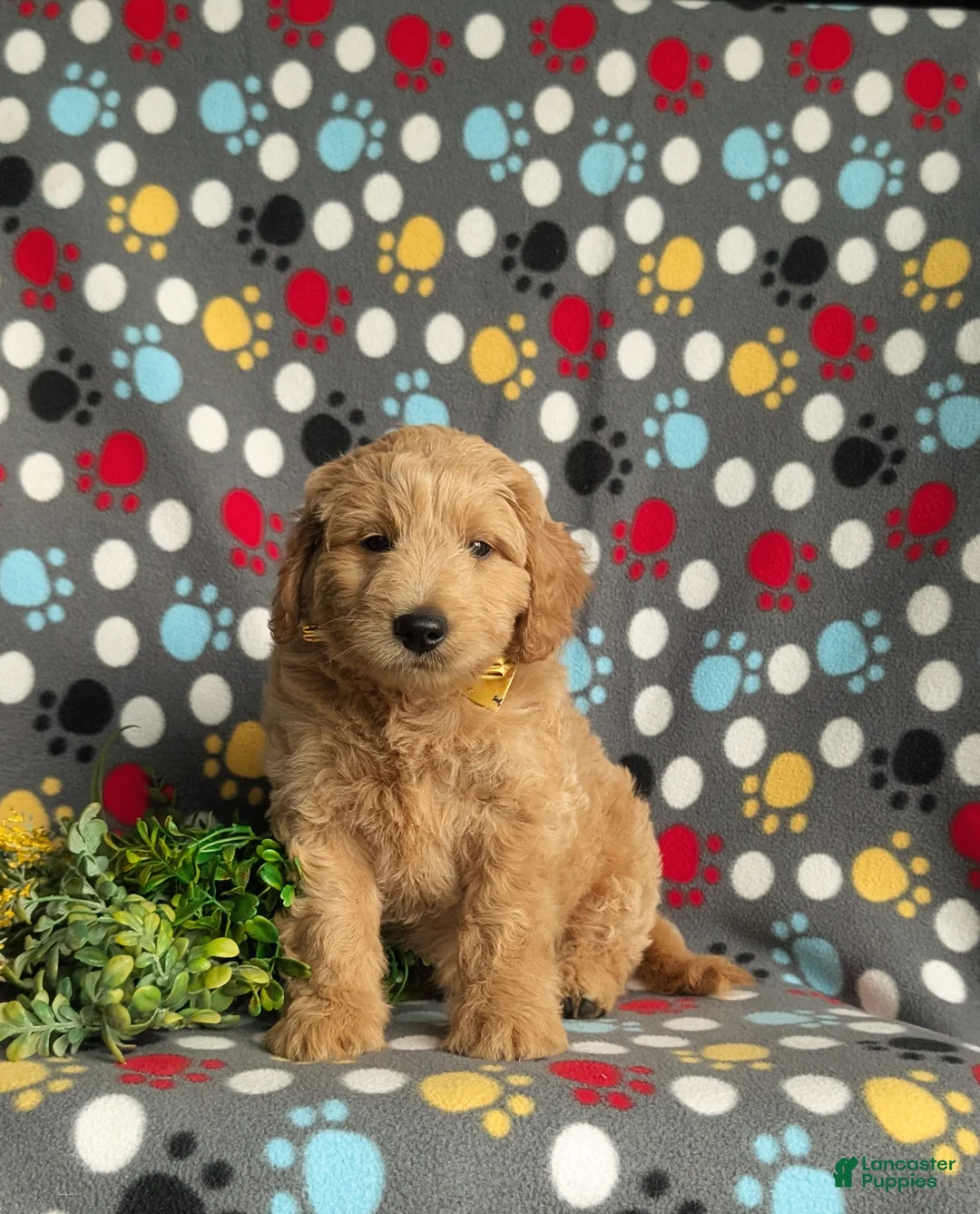 Mini Goldendoodle dogs for sale: Tucker Hypoallergenic - Ad 5