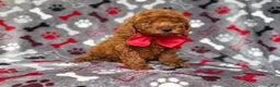 Mini Goldendoodle dogs for sale: Smokey - Ad 6