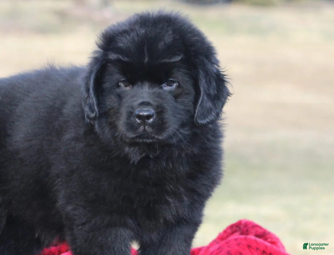 Newfoundland dogs for sale: Theo - Ad 13