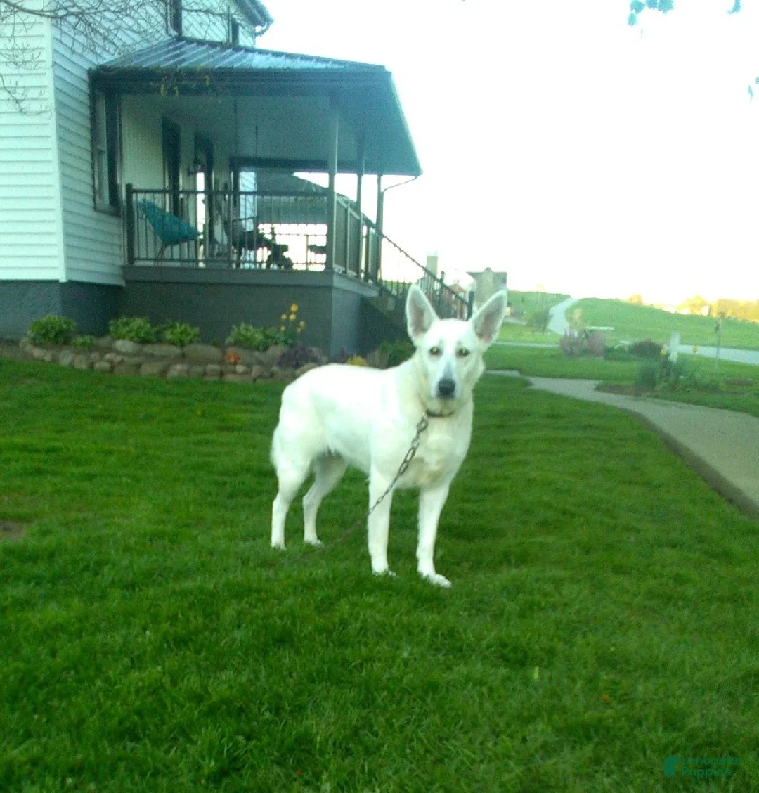 German Shepherd dogs for sale: Zoey - Ad 6