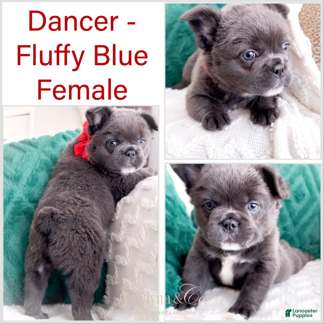 French Bulldog dogs for sale: Vixen Blue Fluffy Carrier - Ad 13