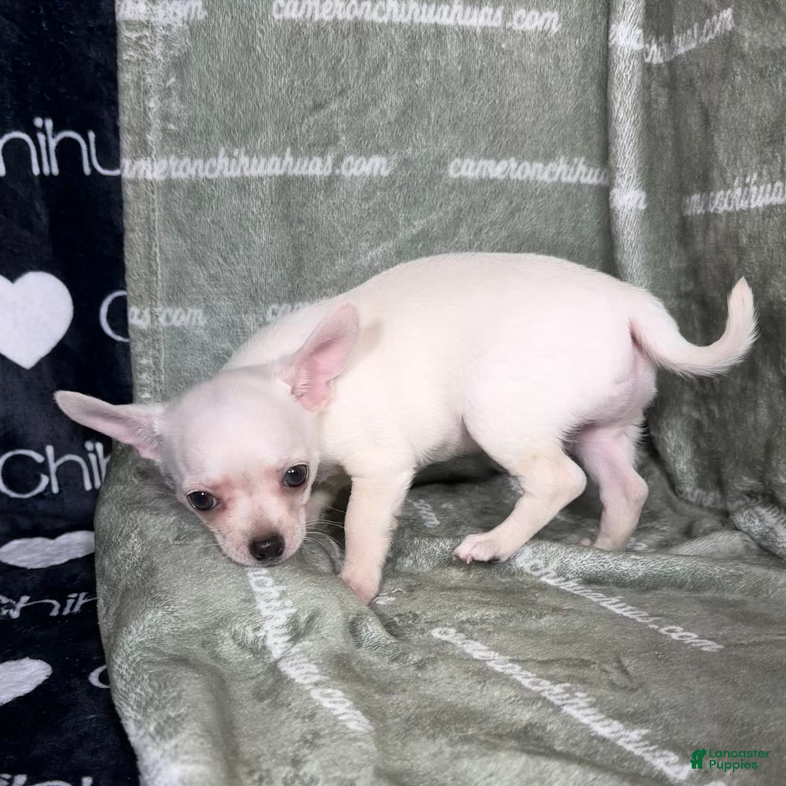 Chihuahua dogs Polar Smooth Coat White - Ad 1