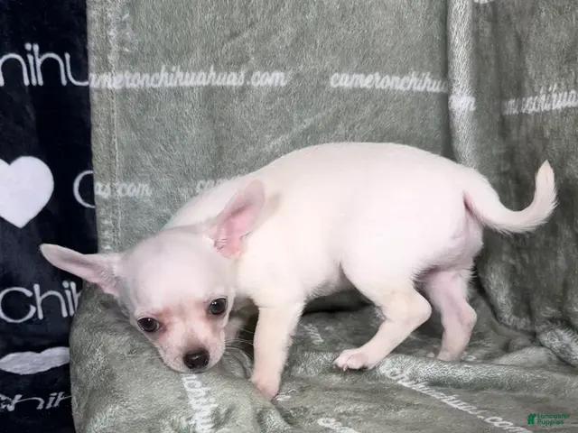 Chihuahua dogs Polar Smooth Coat White - Ad 1