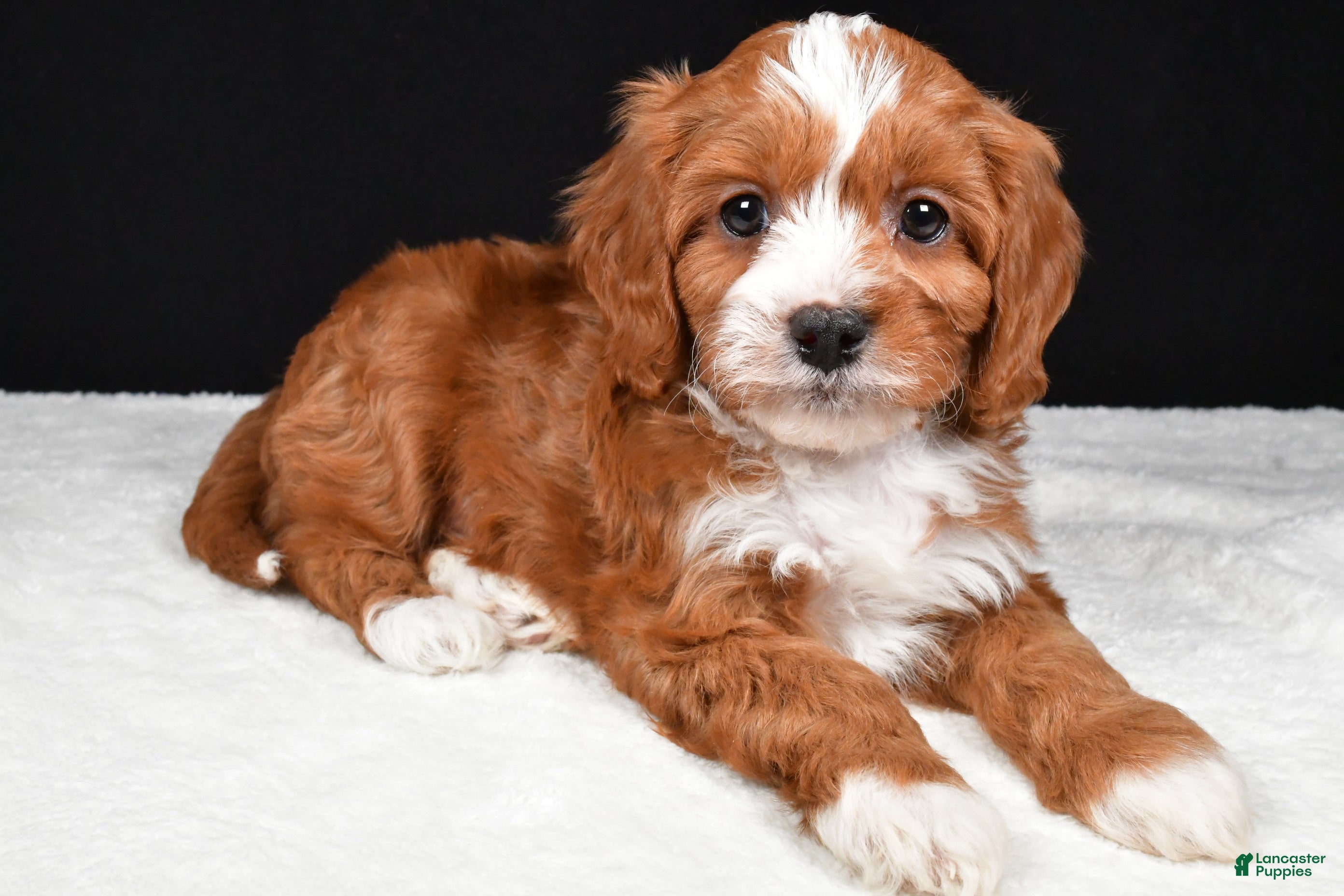Cavapoo dogs Kevin - Ad 1