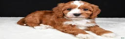 Cavapoo dogs for sale: Kevin - Ad 1