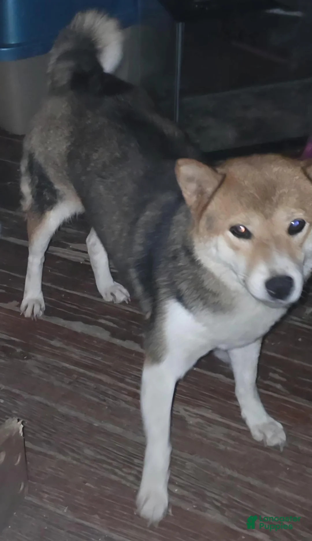 Shiba Inu dogs for sale: Shiba Inu 4 - Ad 7