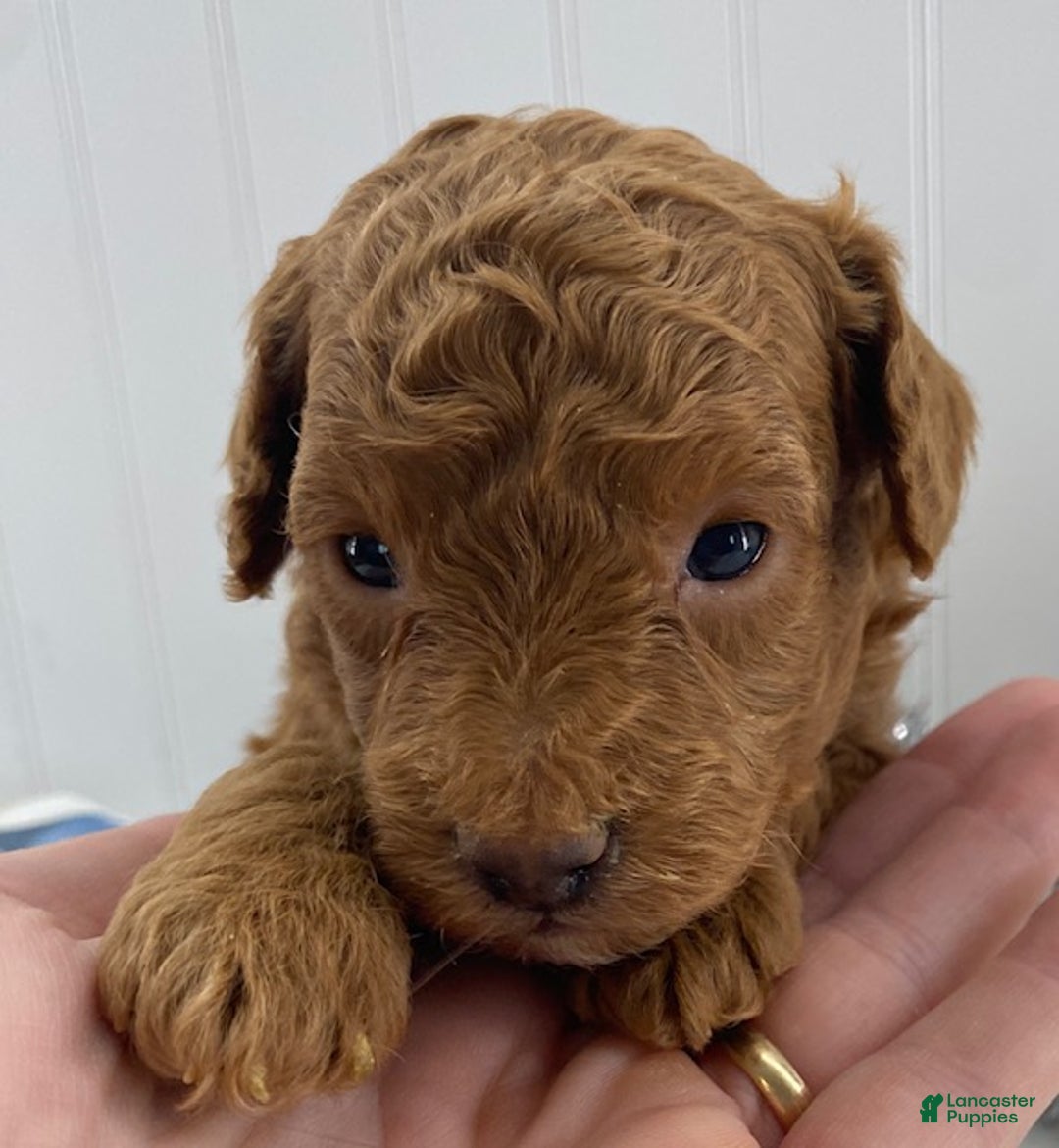 Toy Poodle dogs for sale: Reggie - Ad 2