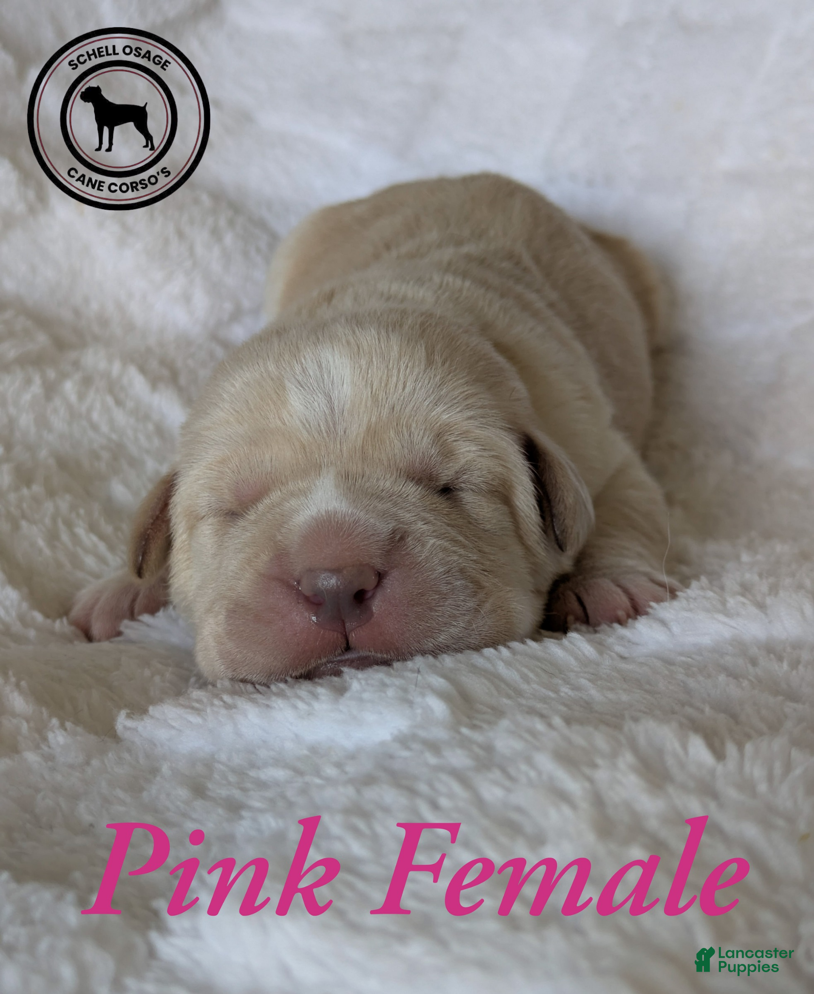 Cane Corso dogs Pink  - Ad 14