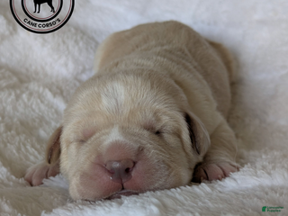 Cane Corso dogs Pink - Ad 14