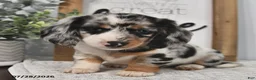 Miniature Dachshund dogs for sale: Kelsey - Ad 3