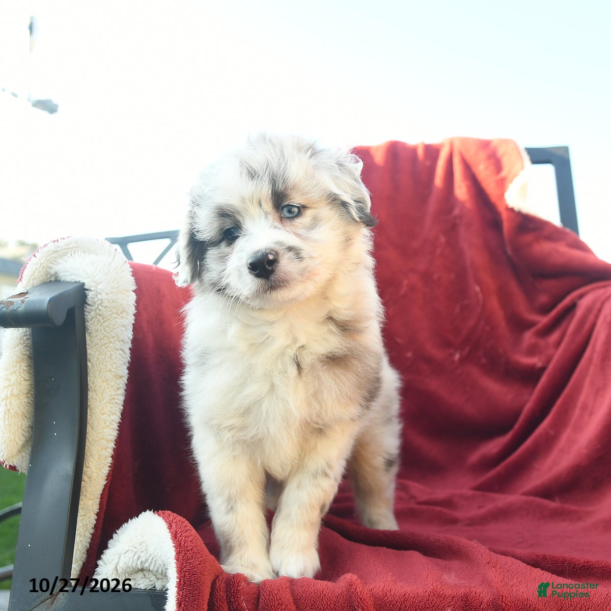 Mini Aussiedoodle dogs for sale: Frisky  - Ad 2
