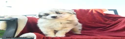 Mini Aussiedoodle dogs for sale: Frisky  - Ad 2