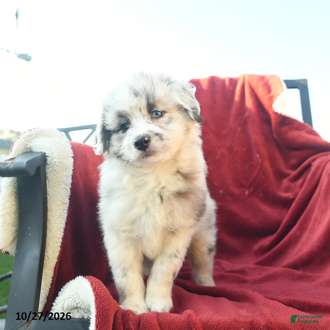 Mini Aussiedoodle dogs for sale: Frisky  - Ad 2