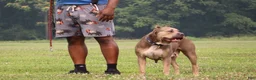Cane Corso dogs for sale: Mr. Miyagi  - Ad 5